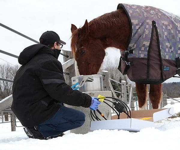 Contractor installing self-regulating heating cable to livestock drinking bowl at farm in winter